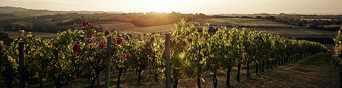Montepulciano Wheelchair Wine Tasting Tuscany Accessible Tours