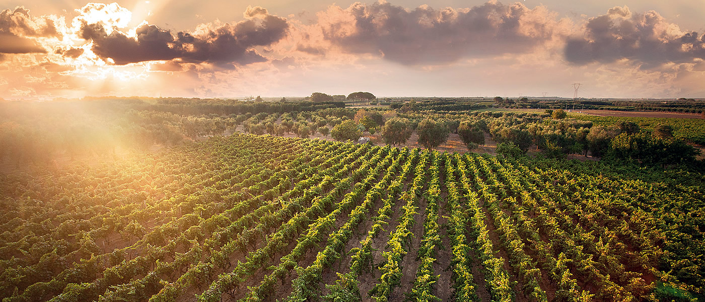 Apulia wine tasting accessible tours for wheelchair users on holiday